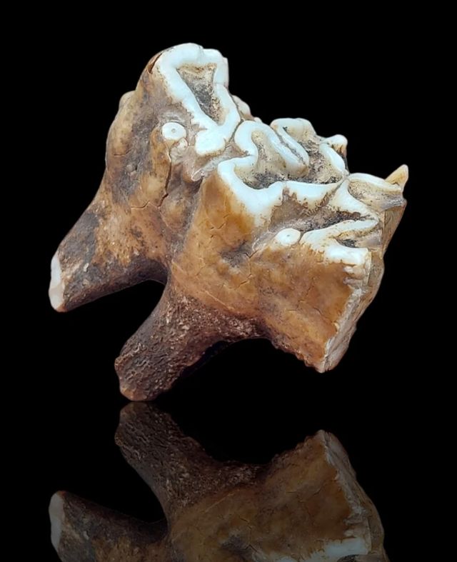 Fósil diente de molar hipopótamo enano