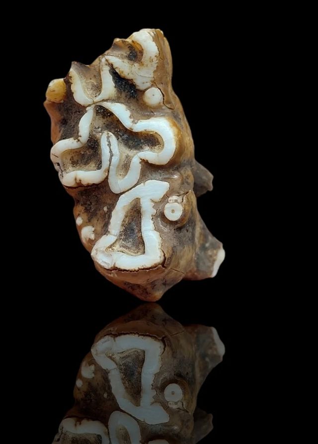 Fósil diente de molar hipopótamo enano