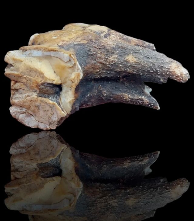 Fósil diente de molar hipopótamo enano