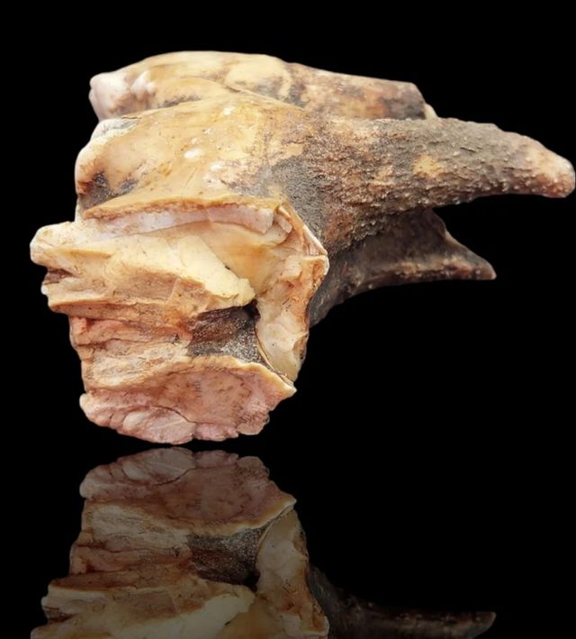 Fósil diente de molar hipopótamo enano