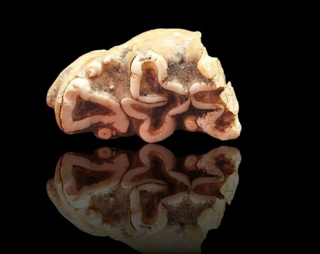 Fósil diente de molar hipopótamo enano