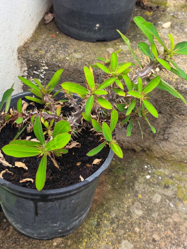 Pianta di citronella in vaso