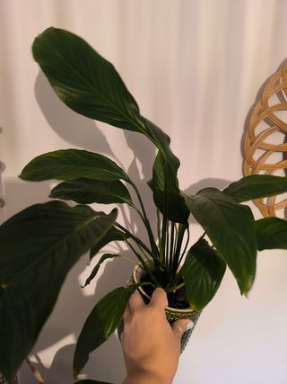 Spathiphyllum (Lirio de la paz)