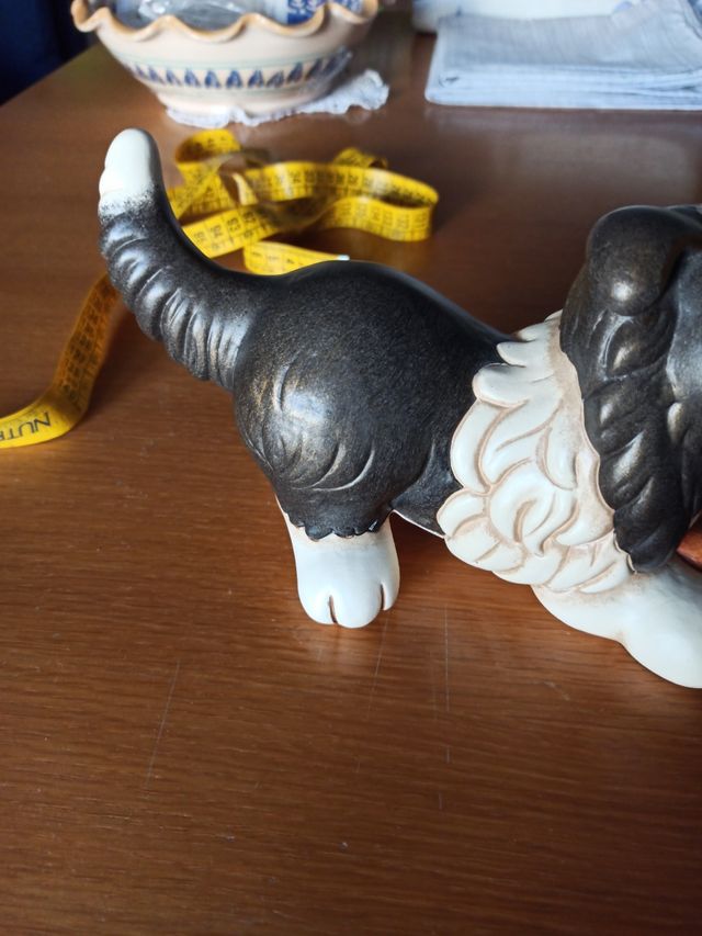 Cane Border Collie Thun