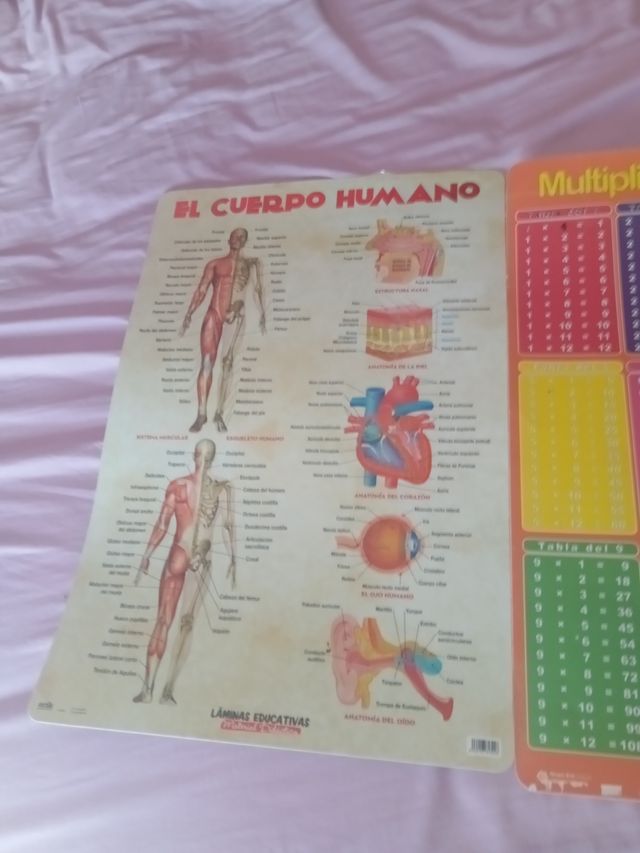 Pack pósteres educativos: cuerpo humano y tablas