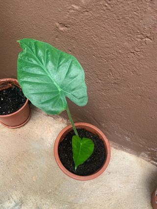 Planta Alocasia (Orejas de elefante)