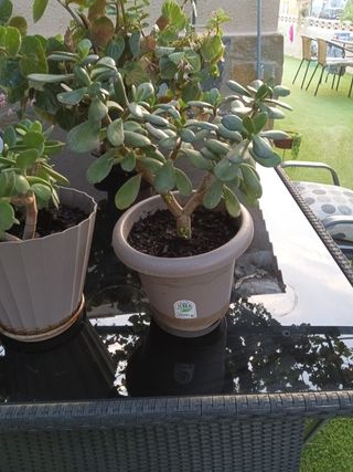Planta Crassula ovata Árbol Jade
