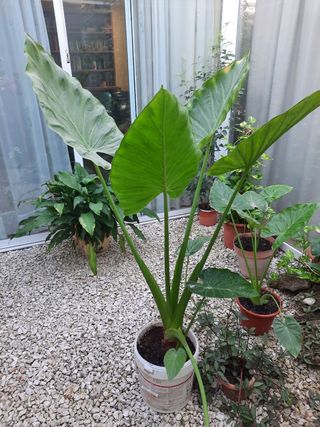Planta Oreja de elefante grande