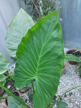 Planta Oreja de elefante grande