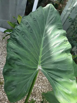 Planta Oreja de elefante grande