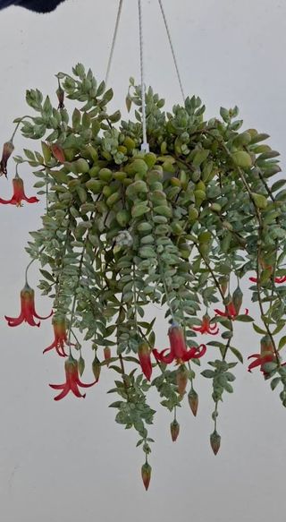 Cotyledon pendens - Planta Pendente