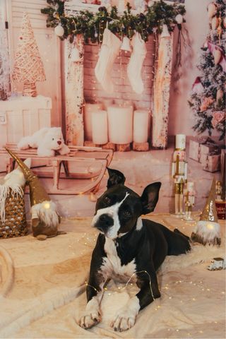 Telón navideño foto: Decoración navidad