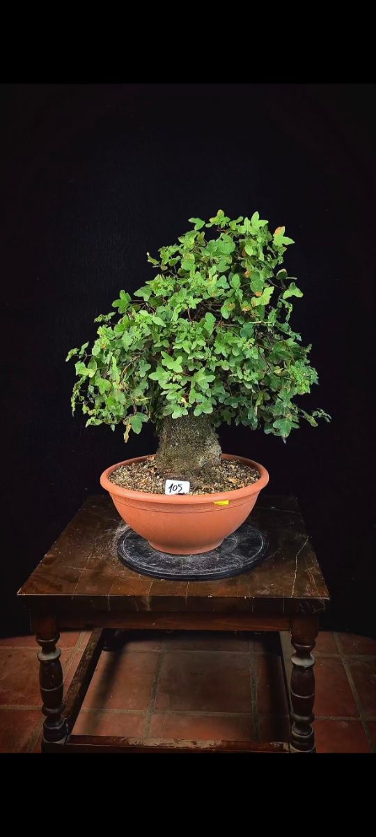 Bonsái Arce Campestre yamadori