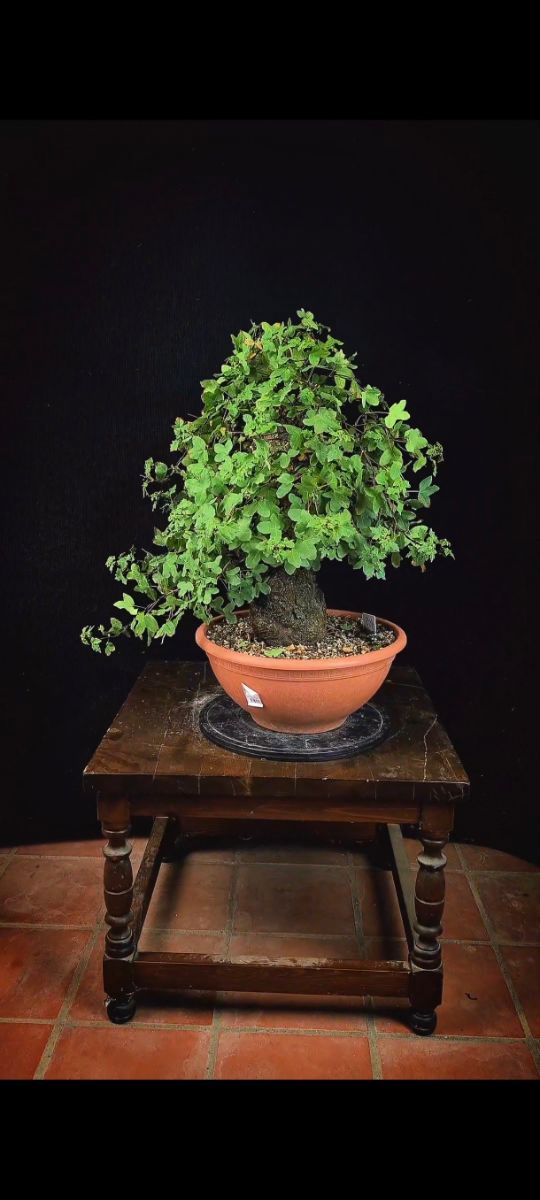 Bonsái Arce Campestre yamadori