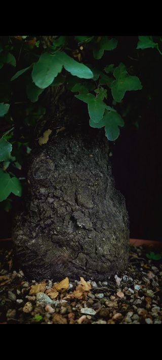 Bonsái Arce Campestre yamadori