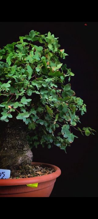 Bonsái Arce Campestre yamadori