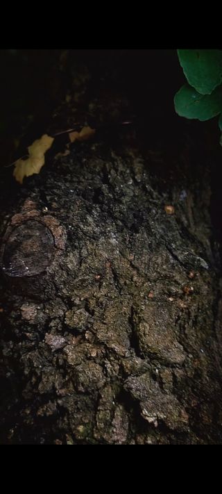 Bonsái Arce Campestre yamadori