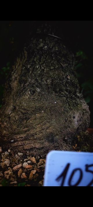 Bonsái Arce Campestre yamadori