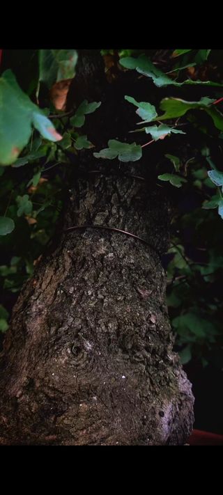 Bonsái Arce Campestre yamadori