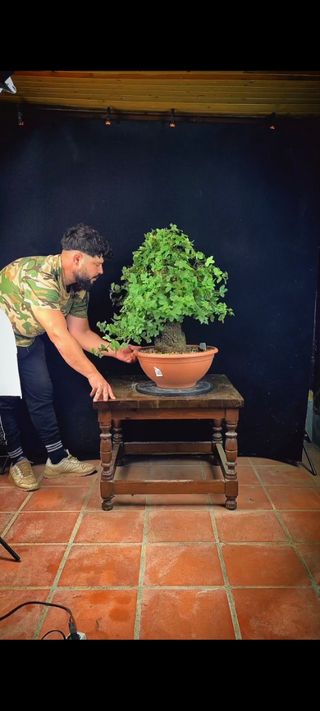 Bonsái Arce Campestre yamadori