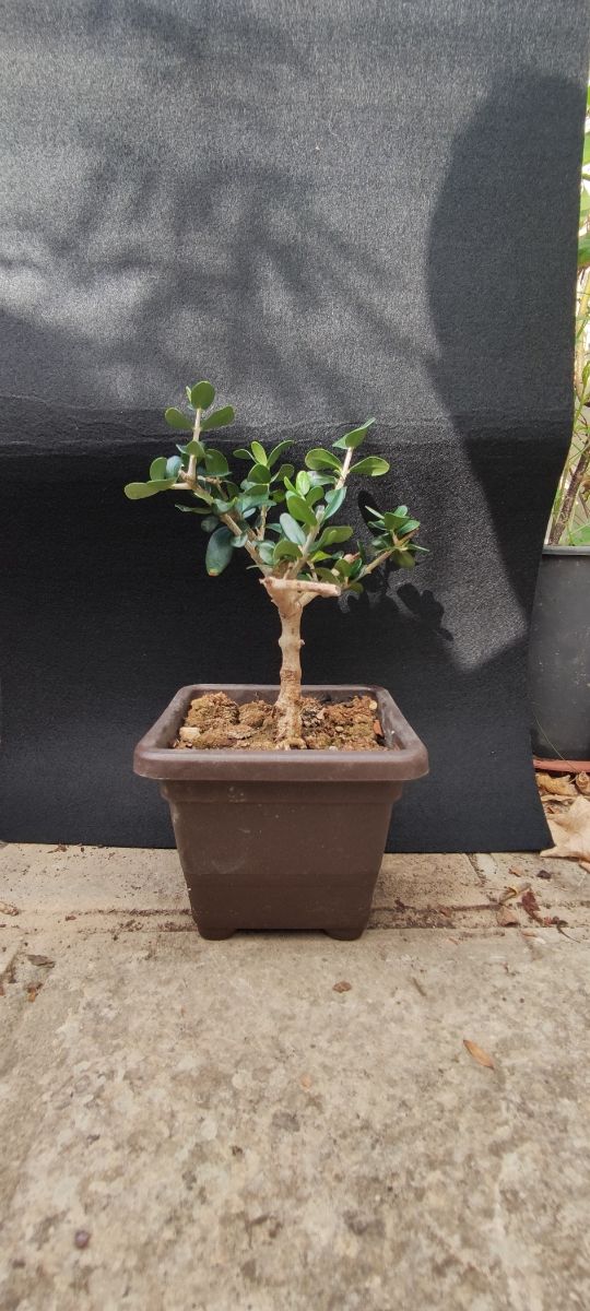 Bonsai Ulivo 10/25