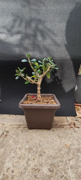 Bonsai Ulivo 10/25