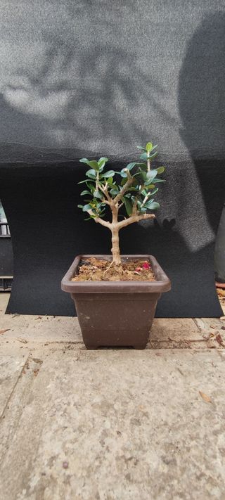 Bonsai Ulivo 10/25