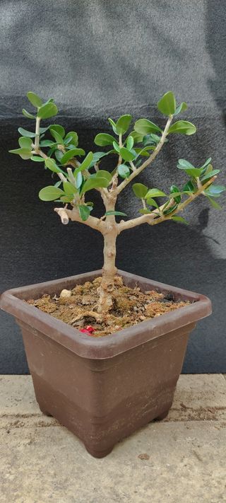 Bonsai Ulivo 10/25