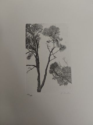 Libro Voz del Árbol - Dámaso Alonso