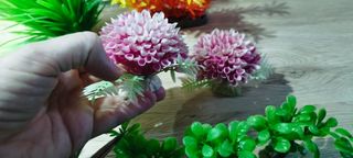 Plantas y piedras acuario