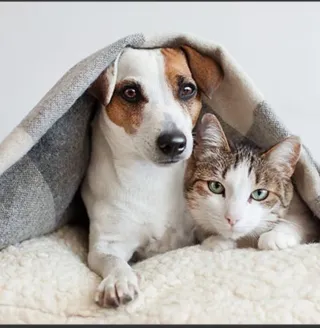 CUIDO TU MASCOTA!!!!!¡¡¡¡¡¡¡¡¡¡!!!!!!!