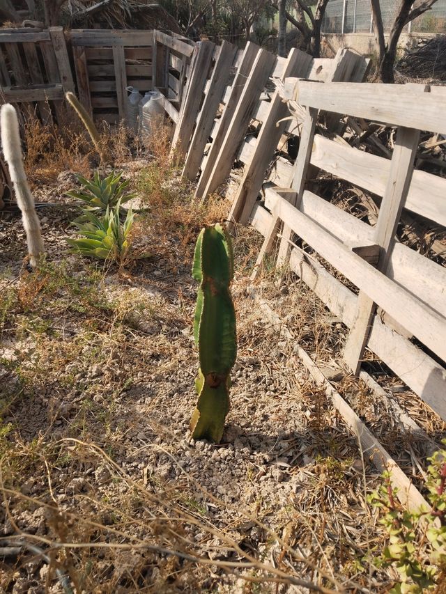 Cactus Euphorbia - Plantas grandes (ZONA CAMPO)
