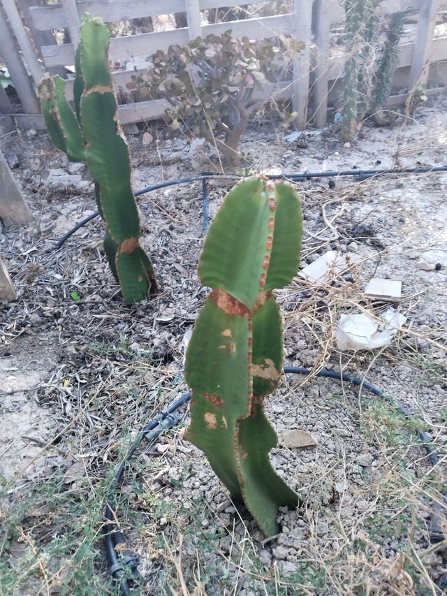 Cactus Euphorbia - Plantas grandes (ZONA CAMPO)