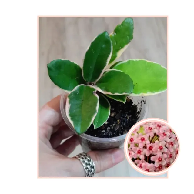 Hoya Flamingo Dream