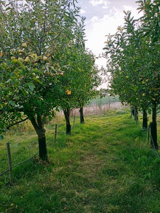 Manzanas para zumo o sidra