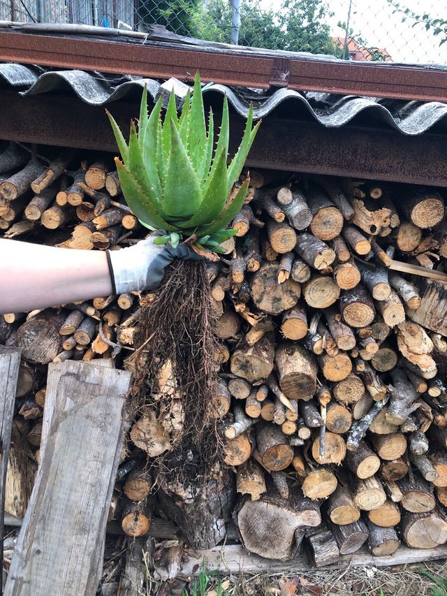 Aloe vera grande