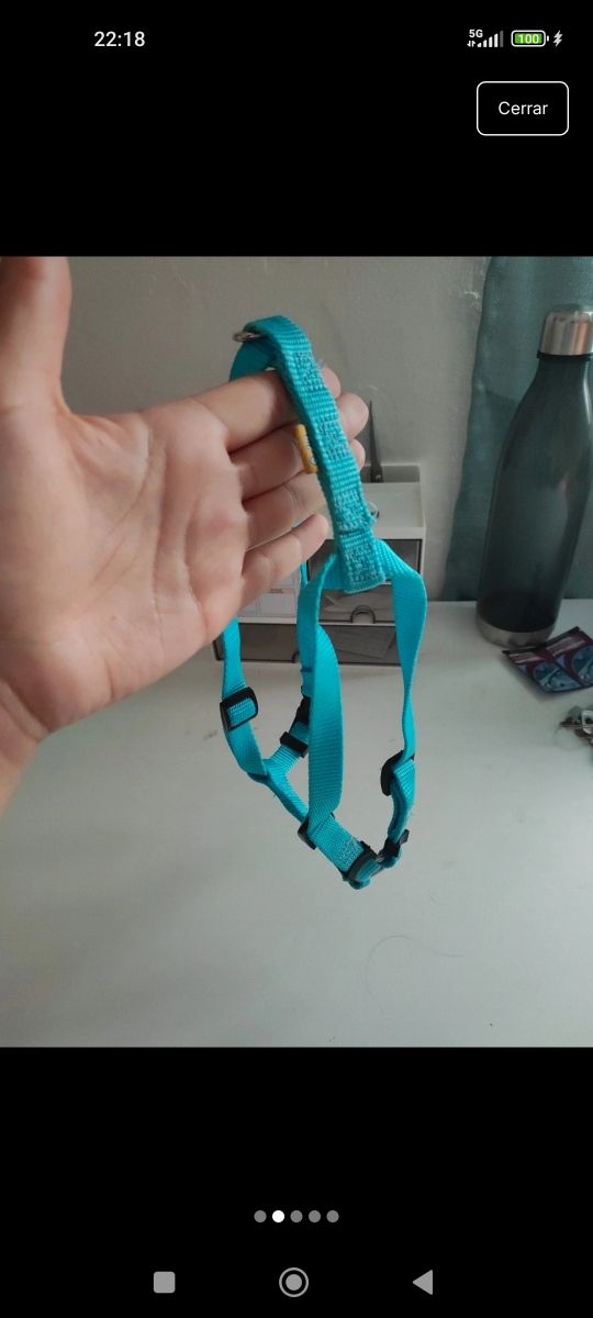 Arnés turquesa cachorro