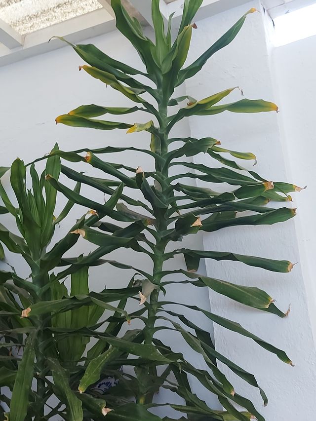 Planta Dracaena marginata grande