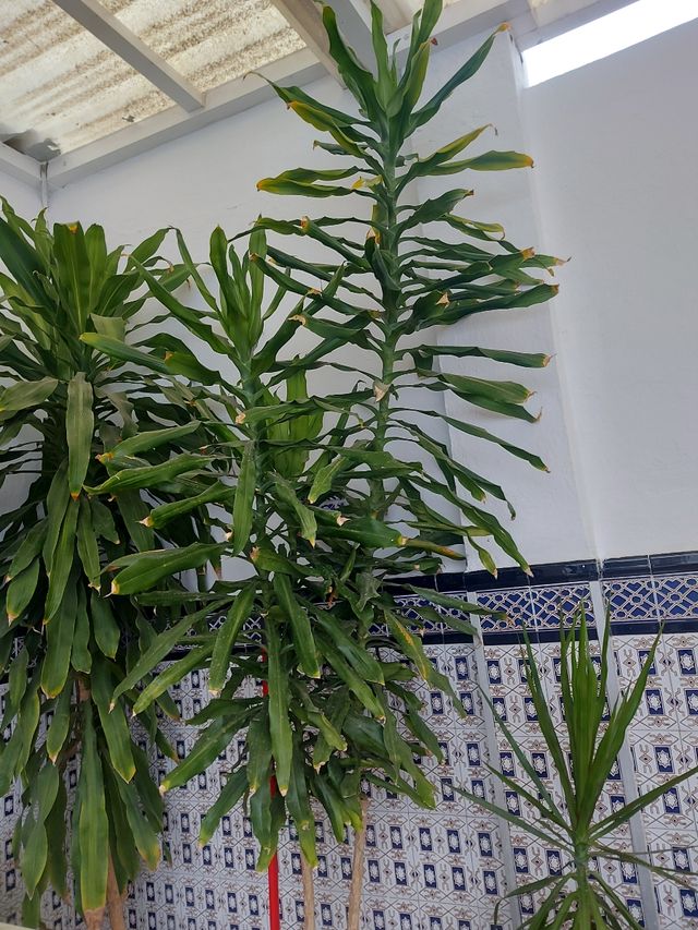 Planta Dracaena marginata grande