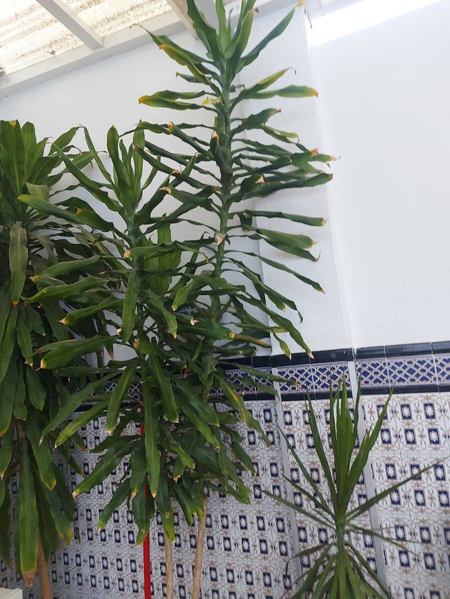 Planta Dracaena marginata grande