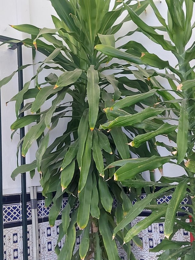Planta Dracaena robusta