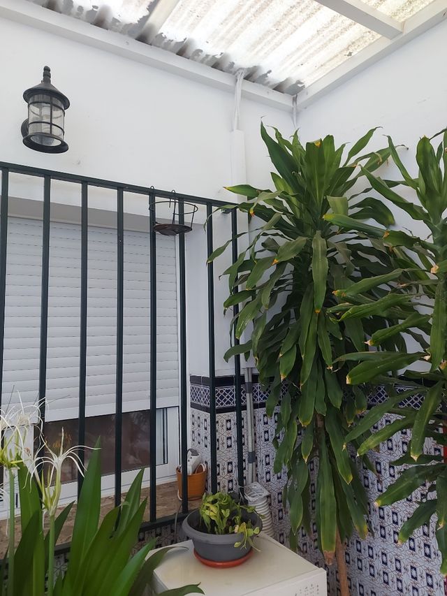 Planta Dracaena robusta