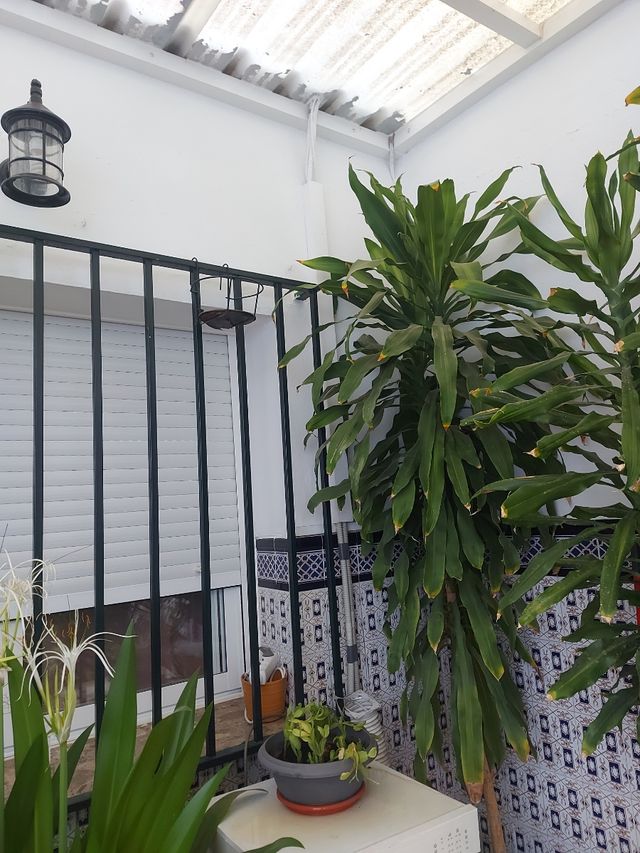 Planta Dracaena robusta