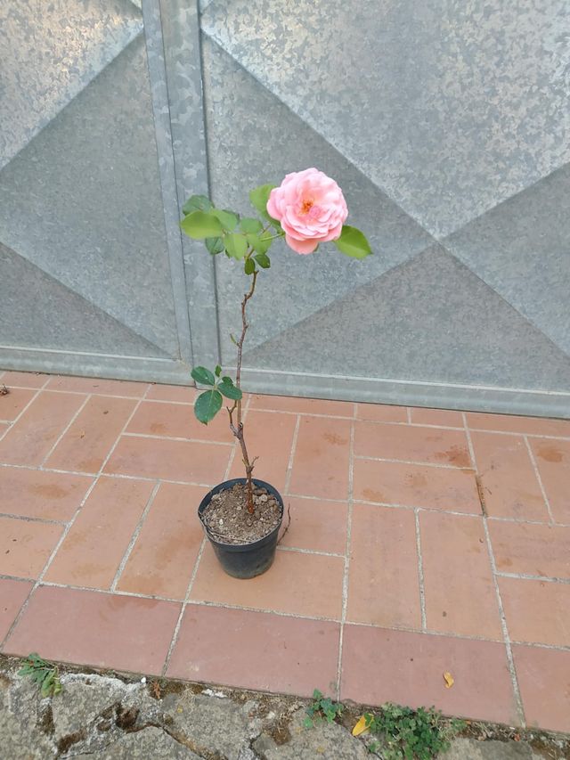 Rosa rosa in vaso - 40-50cm