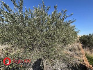 Terreno en venta en Onda