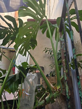 Monstera deliciosa grande