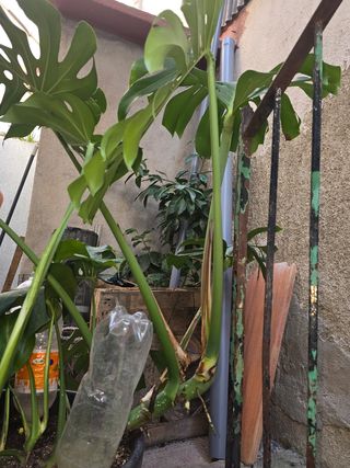Monstera deliciosa grande