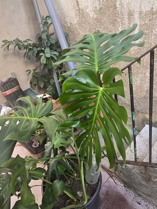 Monstera deliciosa grande