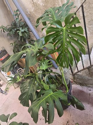 Monstera deliciosa grande