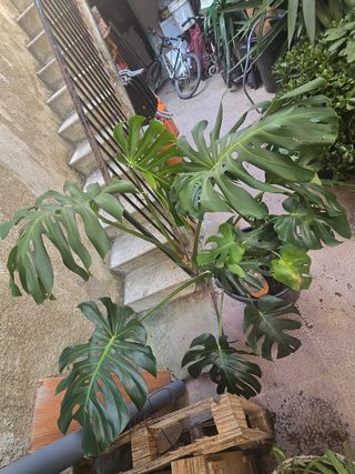 Monstera deliciosa grande